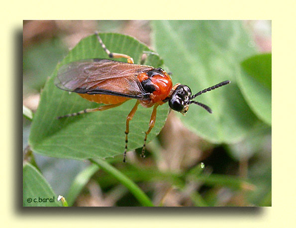Athalia rosae