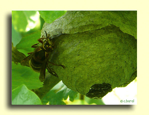 Reine Dolichovespula media, Guêpe des buissons