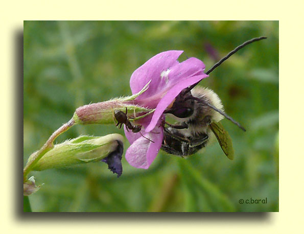 Eucera nigrescens, Eucère ou Abeille à longues antennes