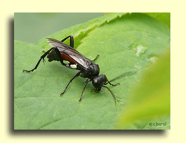 Macrophya blanda, Tenthredinidae