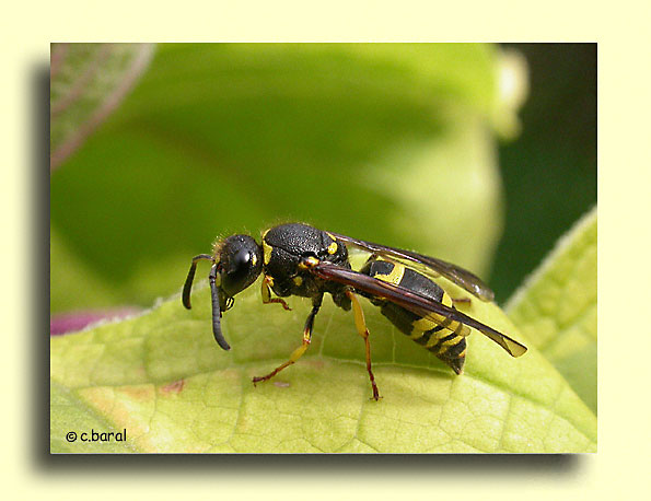Ancistrocerus sp, Gupe maonne