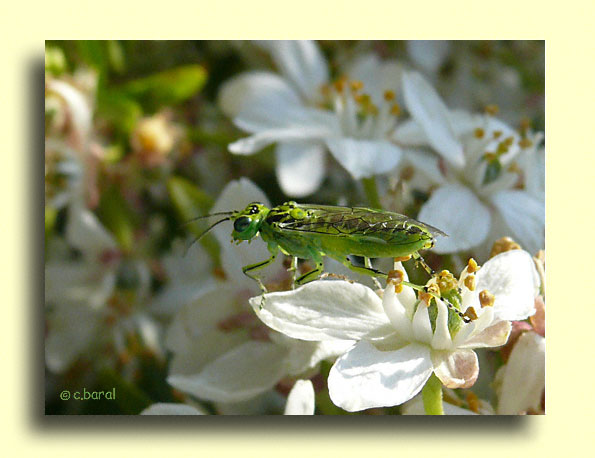 Rhogogaster, Tenthrde verte