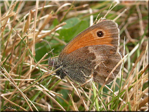 Le Procris, Coenonympha pamphilus