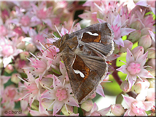La Citronnelle rouillée, Opisthograptis luteolata