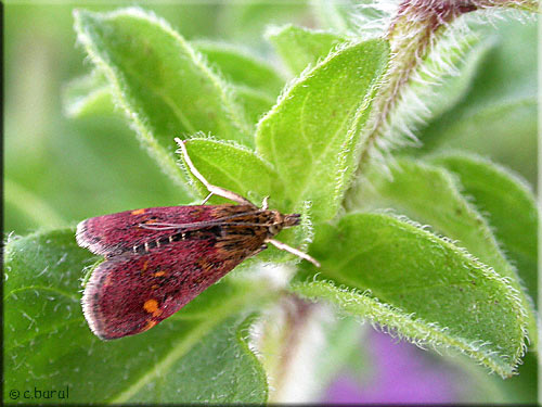 Pyrale dorée, Pyrausta aurata