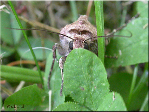 Face de La Double-Tache ou Point d'exclamation, Agrotis exclamationis