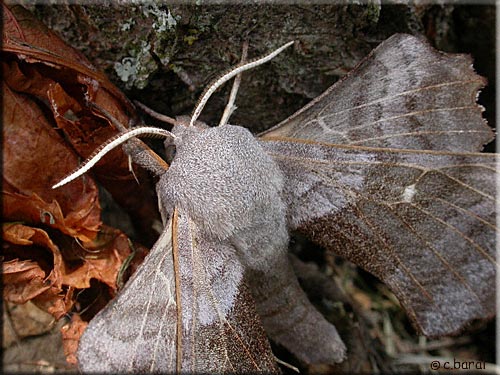 Sphinx du peuplier, Laothoe populi Sphinx du peuplier, Laothoe populi