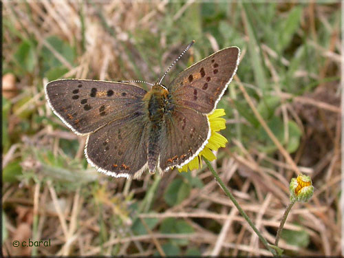 Cuivré fuligineux, Lycaena tityrus