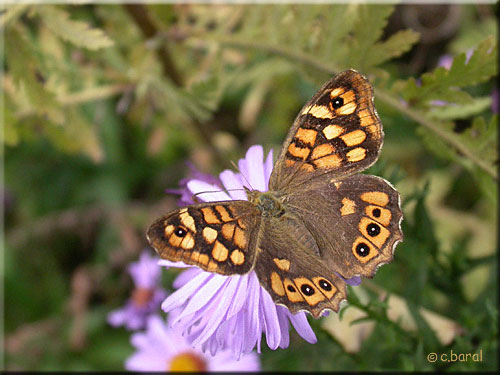 Femelle Tircis, Pararge aegeria