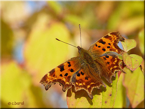 Polygonia c-album, Robert-le-Diable