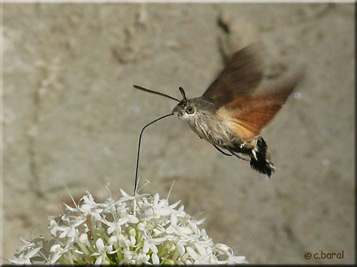 Macroglossum stellatarum, le Moro-Sphinx butinant