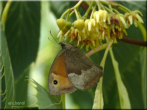 Le Procris, Coenonympha pamphilus