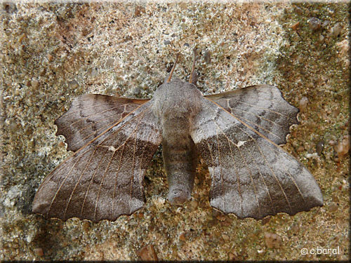 Laothoe populi, le Sphinx du peuplier