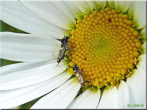 Glyphipterix simpliciella