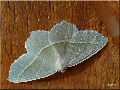 Le Céladon, Campaea margaritata