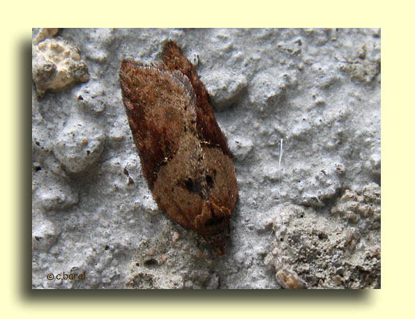 Acleris hastiana, l'Acléris des saules