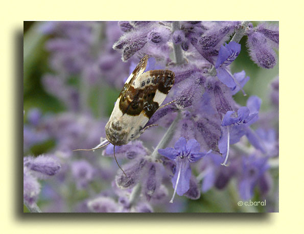 Acontia lucida, le Collier blanc