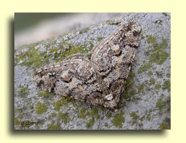 Agriopis leucophaearia, l'Hibernie grisâtre