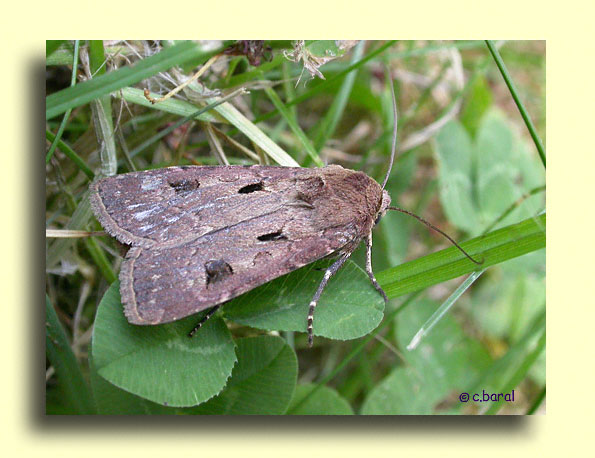 Agrotis exclamationis, la Double-Tache ou Point d'exclamation