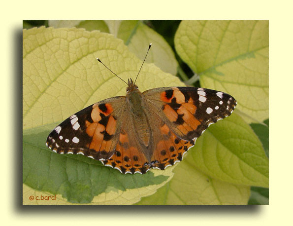 Vanessa cardui, la Belle-Dame