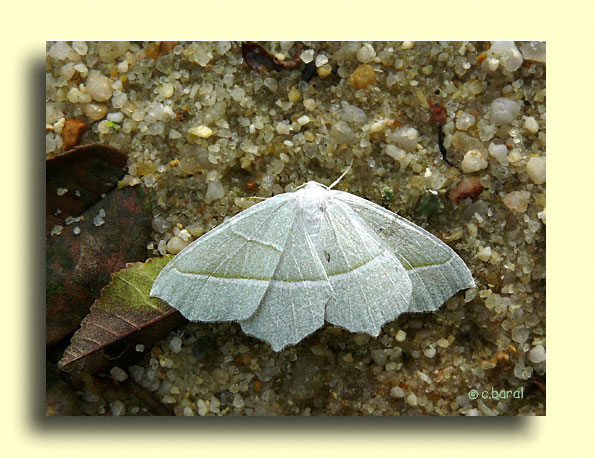 Campaea margaritata, le Céladon