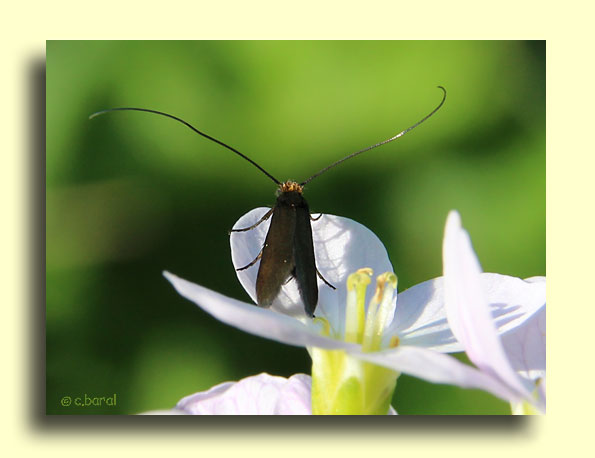 Cauchas rufimitrella
