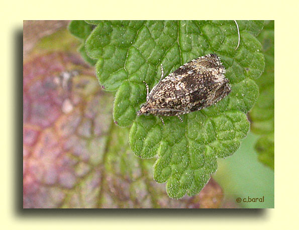 Celypha lacunana, la Tordeuse du fraisier