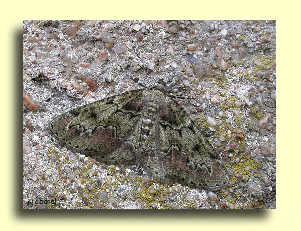Cleorodes lichenaria, la Boarmie des lichens