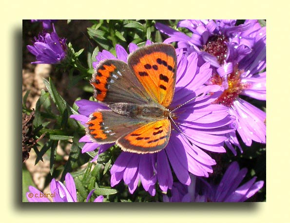 Lycaena phlaeas, Le Cuivré commun