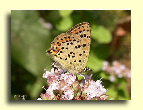 Lycaena tityrus, Le Cuivré fuligineux