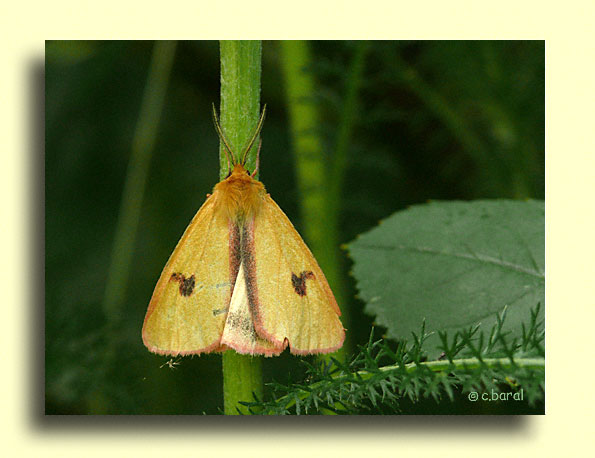 Diacrisia sannio, la Bordure ensanglante