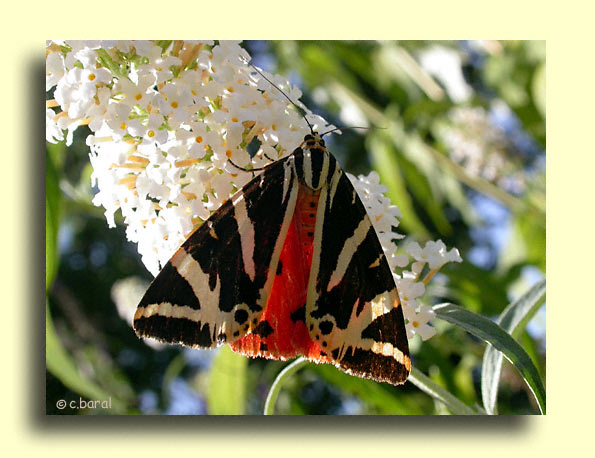 Euplagia quadripunctaria, l'Ecaille chinée