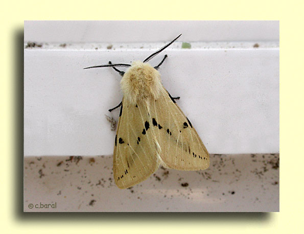 Spilosoma lutea, Ecaille Lièvre