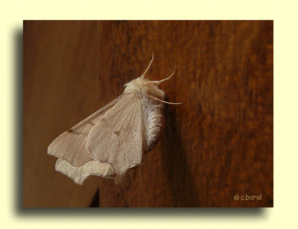 Ennomos erosaria, l'Ennomos rongée