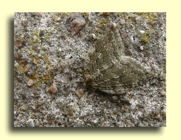 Epirrita sp, Épirrite