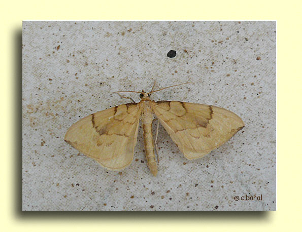 Eulithis pyraliata, la Cidarie pyrale