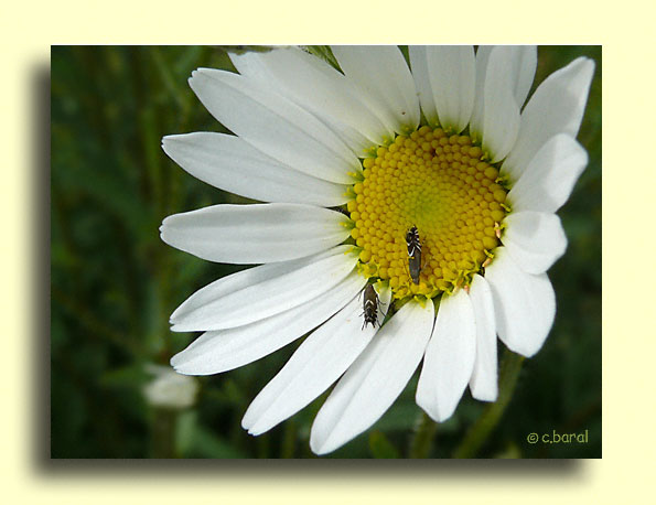 Glyphipterix sp