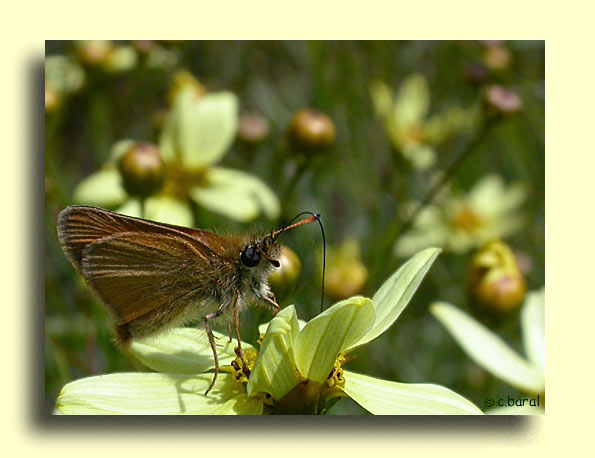 Thymelicus lineolus, l'Hespérie du dactyle