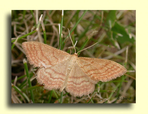 Idaea ochrata, la Phalène ocreuse