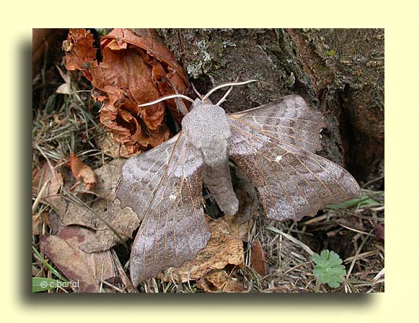 Laothoe populi, le Sphinx du peuplier
