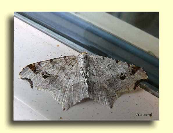 Macaria alternata, la Philobie alternée