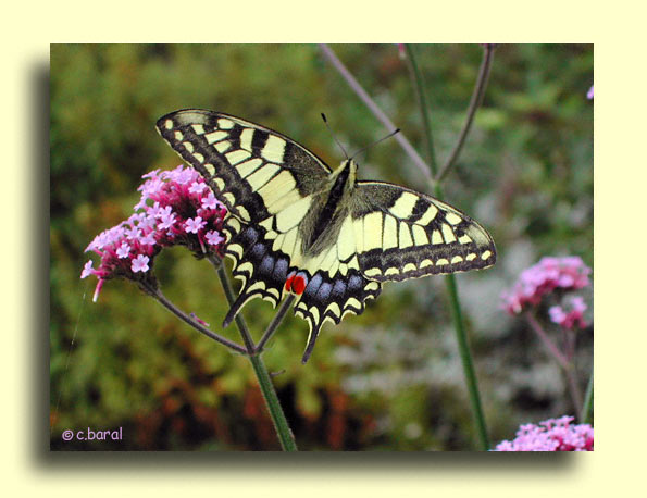 Machaon porte-queue, Papilio Machaon