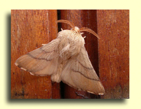 Malacosoma neustria