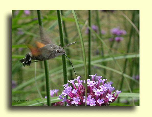 Macroglossum stellatarum, le Moro-Sphinx