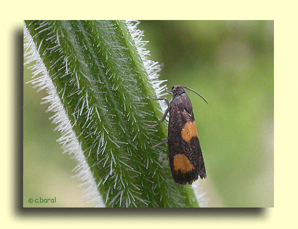 Pammene aurana