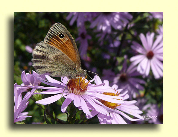 Coenonympha pamphilus, le Procris