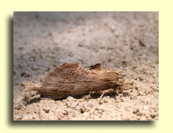Pterostoma palpina, le Museau