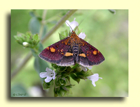 Pyrausta aurata, la Pyrale dorée