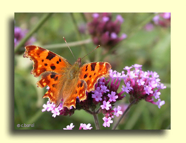 Polygonia c-album, Robert-le-Diable ou Gamma