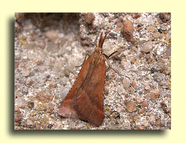 Synaphe punctalis